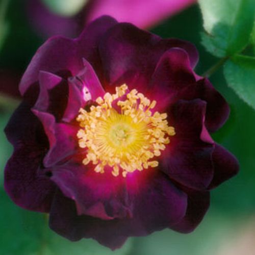 Rozenstruik - Webwinkel - Rosa Tuscany Superb - zacht geurende roos - Stamroos - Eenvoudige bloemen - purper - Thomas Rivers & Son Ltd.bossige kroonvorm - 0